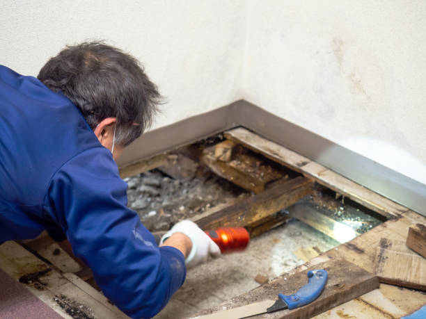 Best Crawl Space Mold Remediation in Warsaw, IN