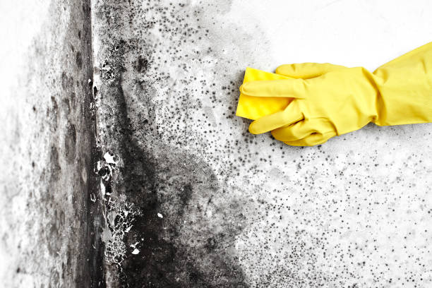 Best Black Mold Remediation in Warsaw, IN
