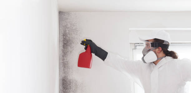 Best Residential Mold Remediation in Warsaw, IN