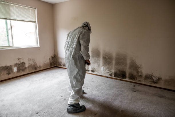 Best HVAC Mold Remediation in Warsaw, IN