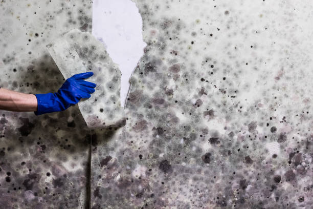 Best Insurance-Related Mold Remediation in Warsaw, IN