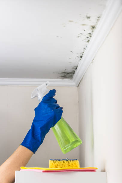 Best Post-Flood Mold Remediation in Warsaw, IN
